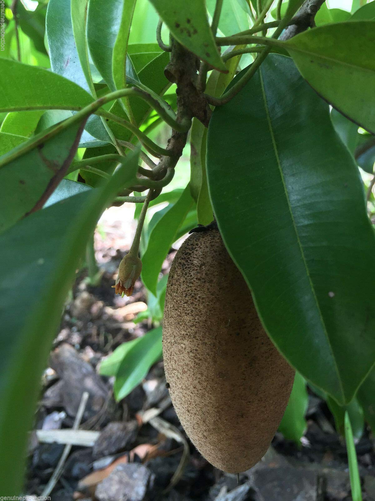 Sapodilla Tree (Manilkara Zapota) - Chiku Makok Tropical Fruit Plant Seedling for Home Garden & Landscaping | Grow Your Own Exotic Fruit Tree