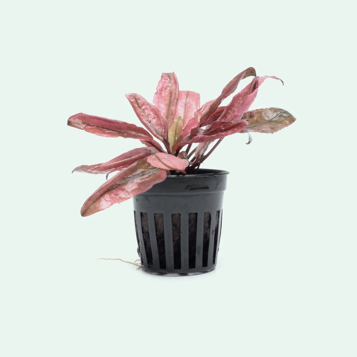 TCulture Cryptocoryne Flamingo Live Aquarium Plant (Potted) - Perfect for Freshwater Fish Tanks, Aquascaping & Aquatic Decor