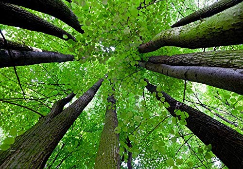 Leafy Covered Forest