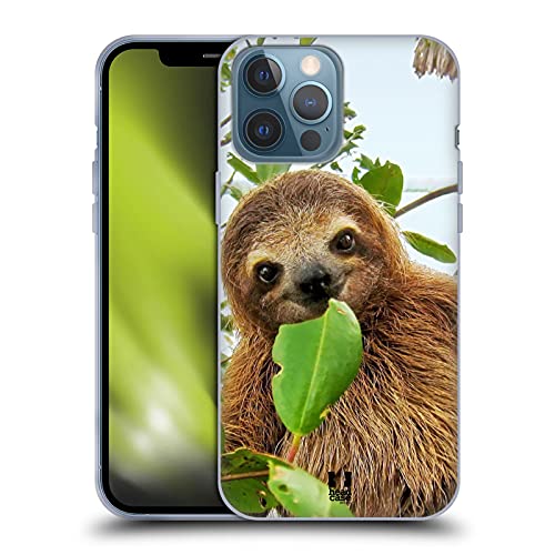 Three Toed Sloth