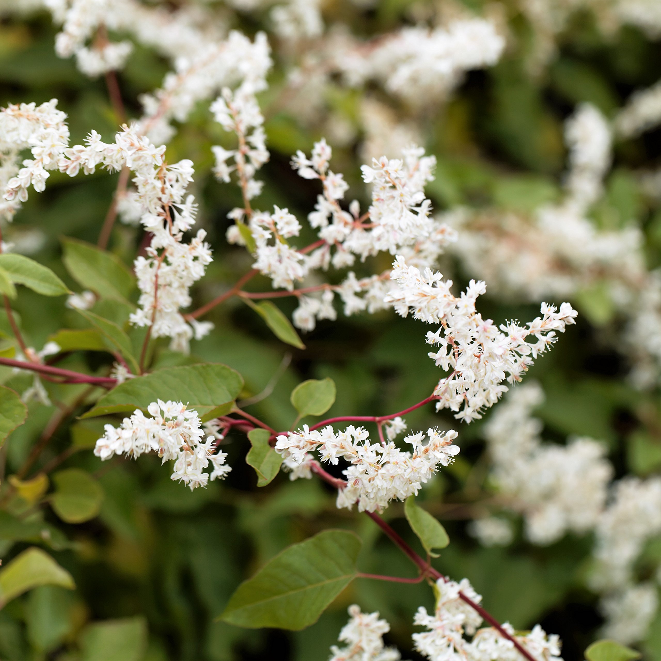 Easy to Grow 'Silver Lace' Live Vine Plants (2 Pack) - Rooted in Grower's Pots with Fragrant White Summer Flowers | Perfect for Trellises, Fences & Garden Decor