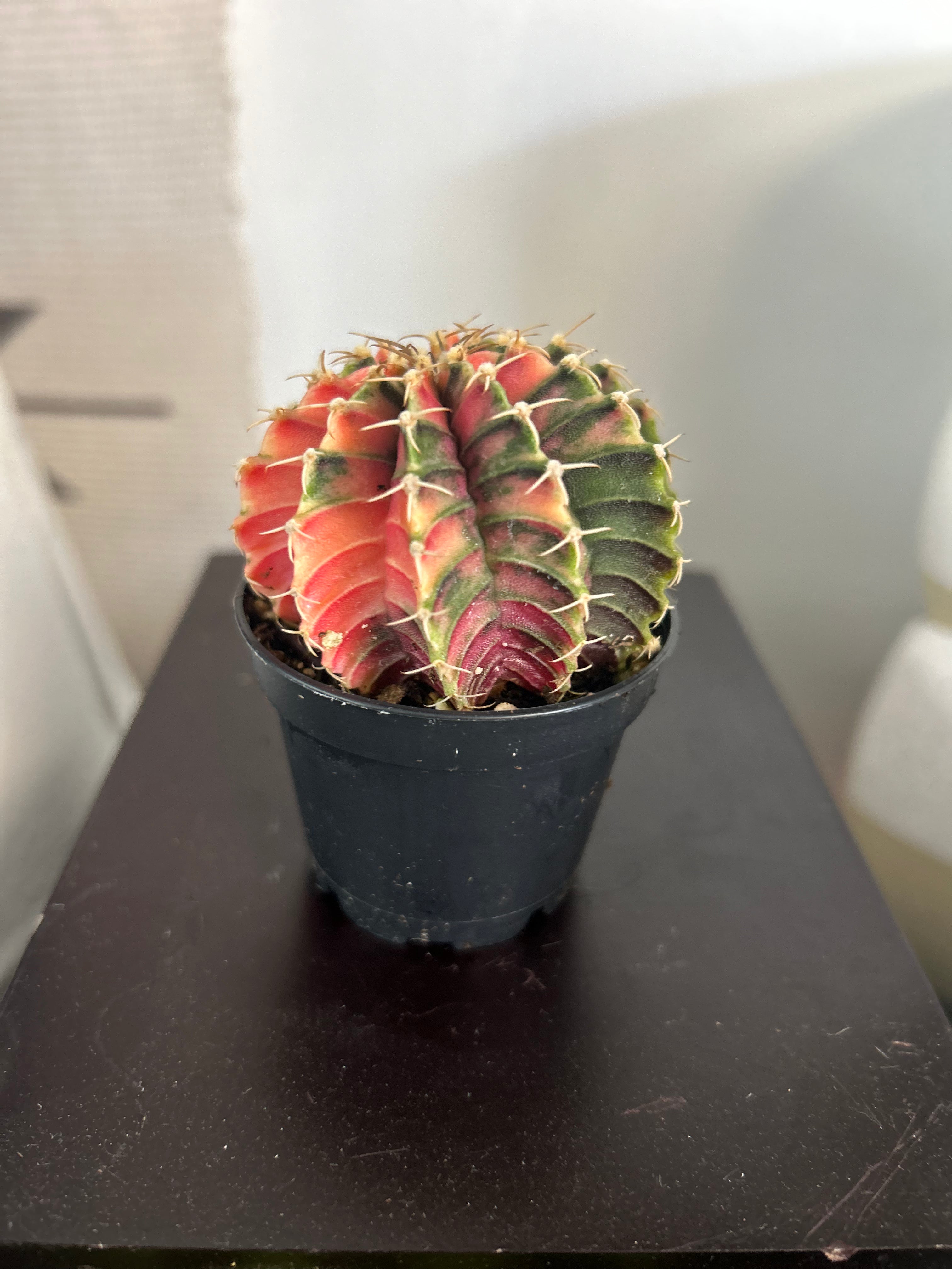 Moon Cactus Plant - Colorful Grafted Cactus for Home & Office Decor, Perfect Gift for Succulent Lovers | Indoor Desk Decor, Wedding Centerpiece, Housewarming Gift