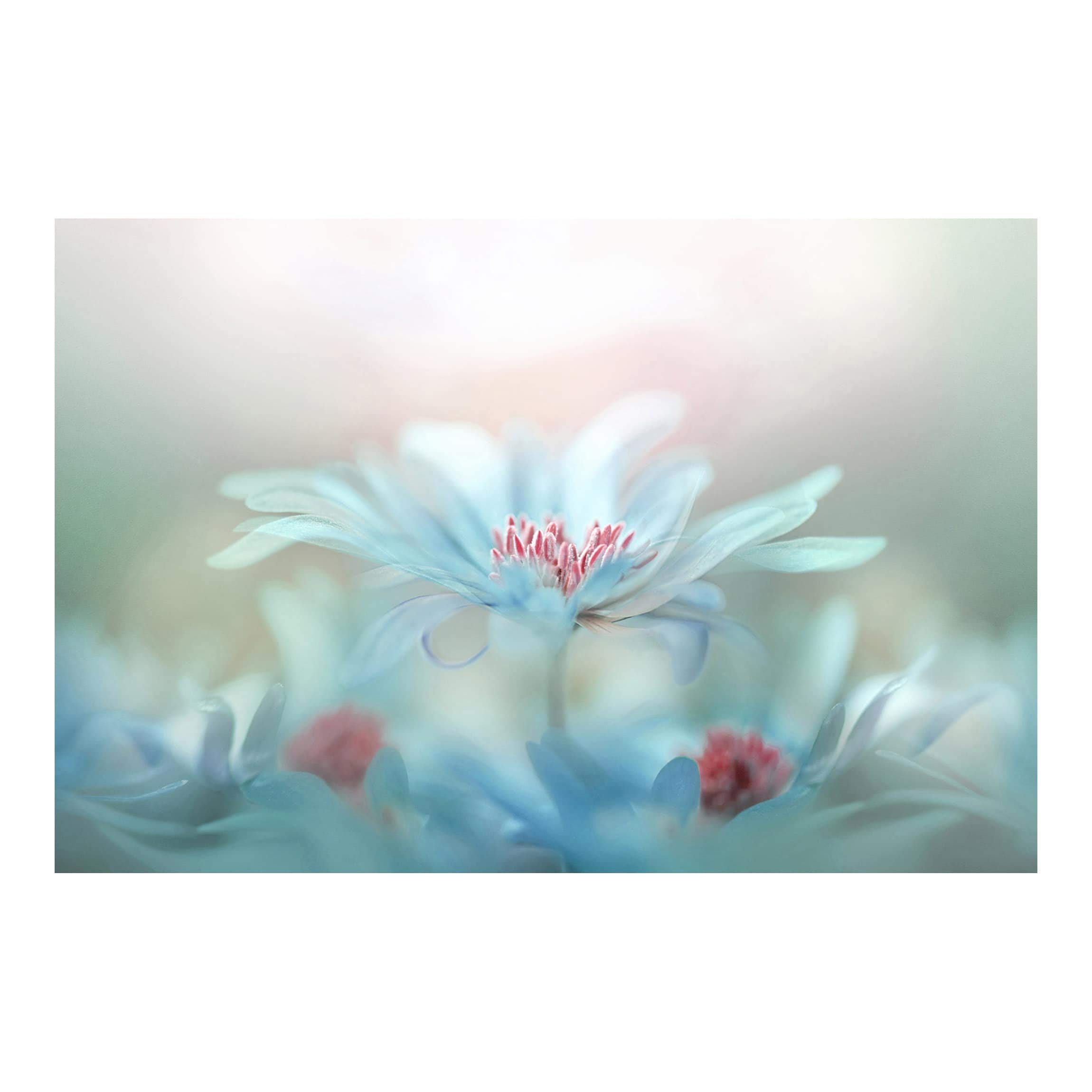 Self-Adhesive Removable Wallpaper - Floral Pastel Design 320x480cm | Peel & Stick Wall Decor for Bedroom, Living Room & Nursery