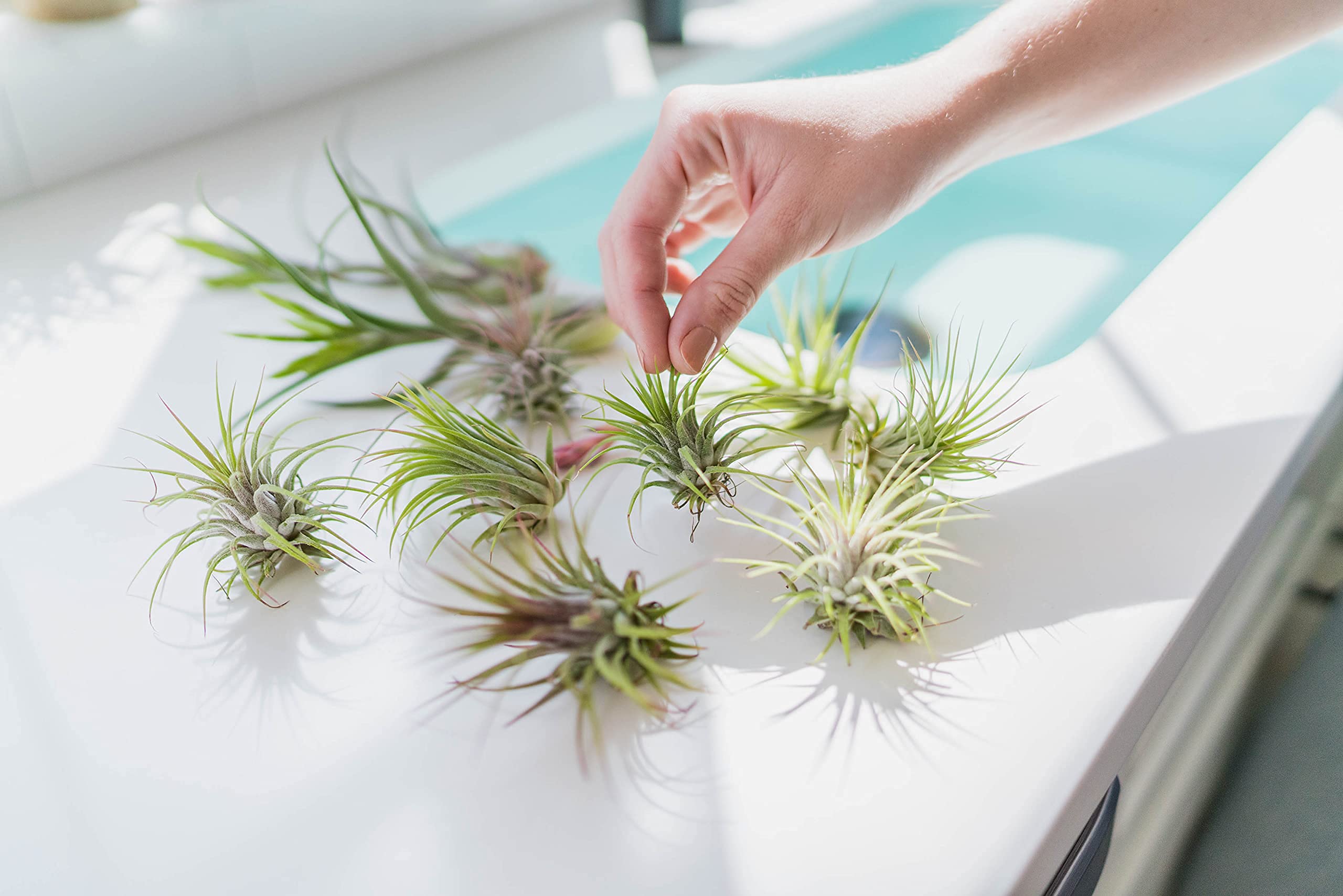 3 Pack Large Xerographica Air Plants (5-7 Inch) | Live Tillandsia Succulent Houseplants | Low Maintenance Indoor Outdoor Decor | Perfect for Terrariums, Office Desks & Wedding Centerpieces