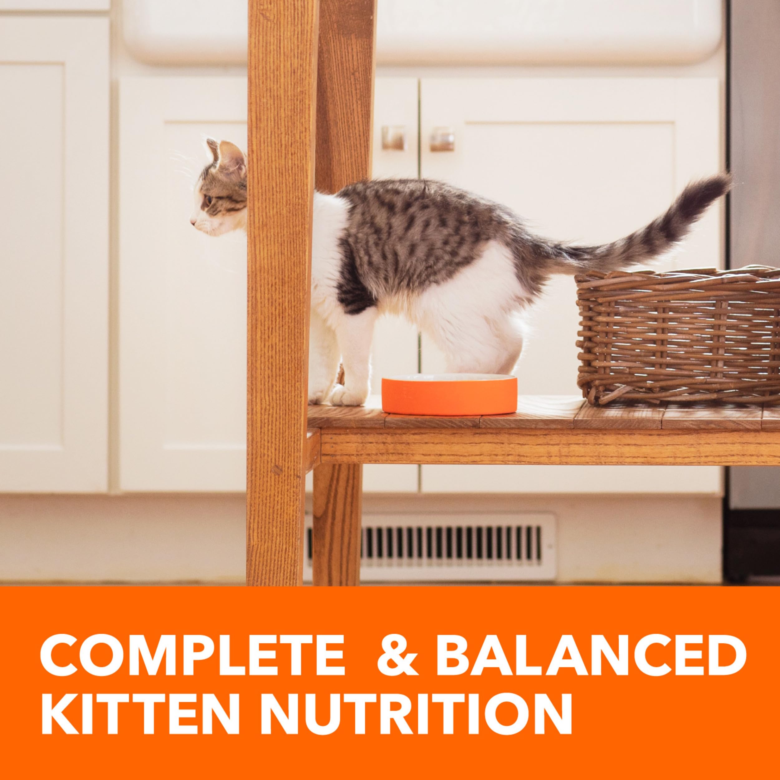 IAMS PROACTIVE HEALTH Dry Cat Food for Kittens - Chicken Recipe, 7 lb Bag - Supports Immune System & Healthy Growth - Perfect for Growing Kittens at Home