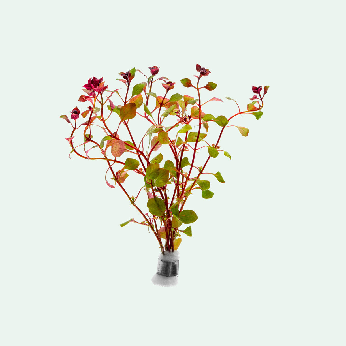 Ludwigia Super Red Aquatic Plant - Bright Red Stem Plant for Freshwater Aquariums | Perfect for Aquascaping, Fish Tanks & Planted Aquariums
