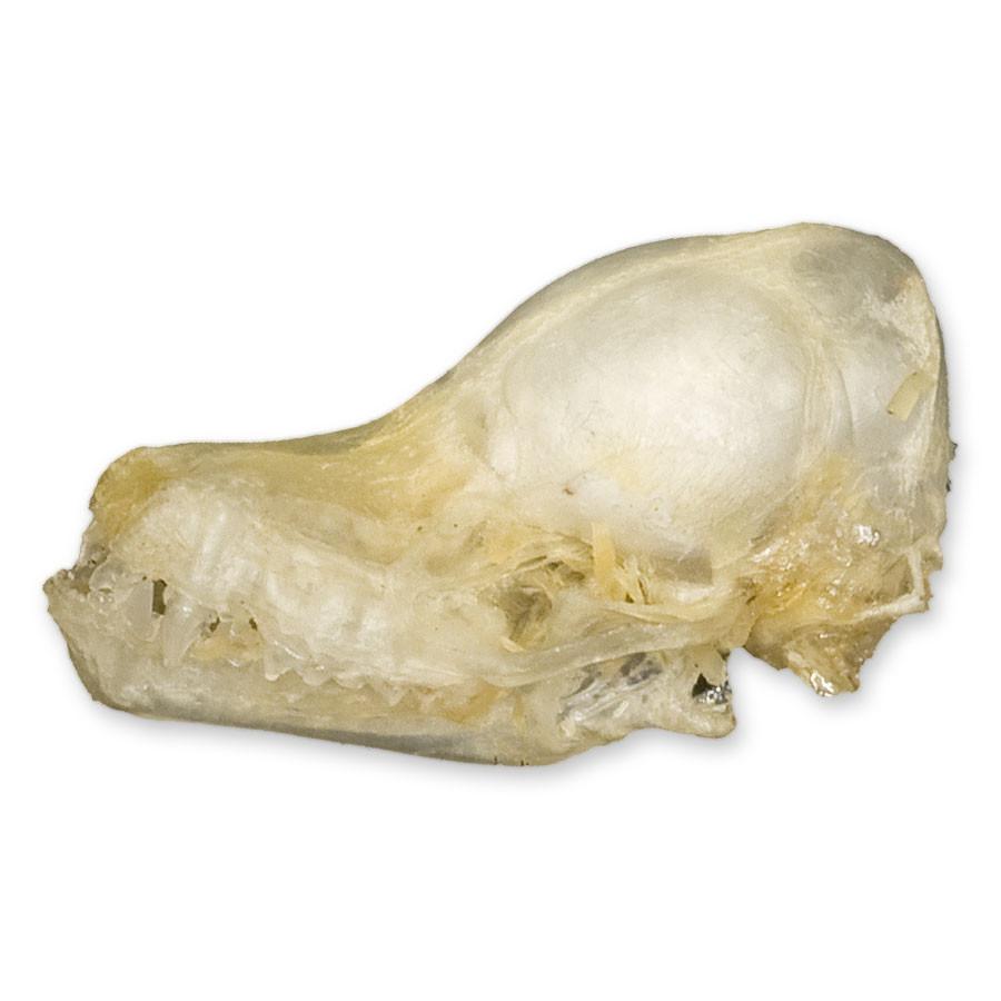 Authentic Javan Pipistrelle Bat Skull Specimen - Rare Collectible for Science Enthusiasts & Gothic Decor - Perfect for Halloween, Oddity Cabinets & Biology Studies