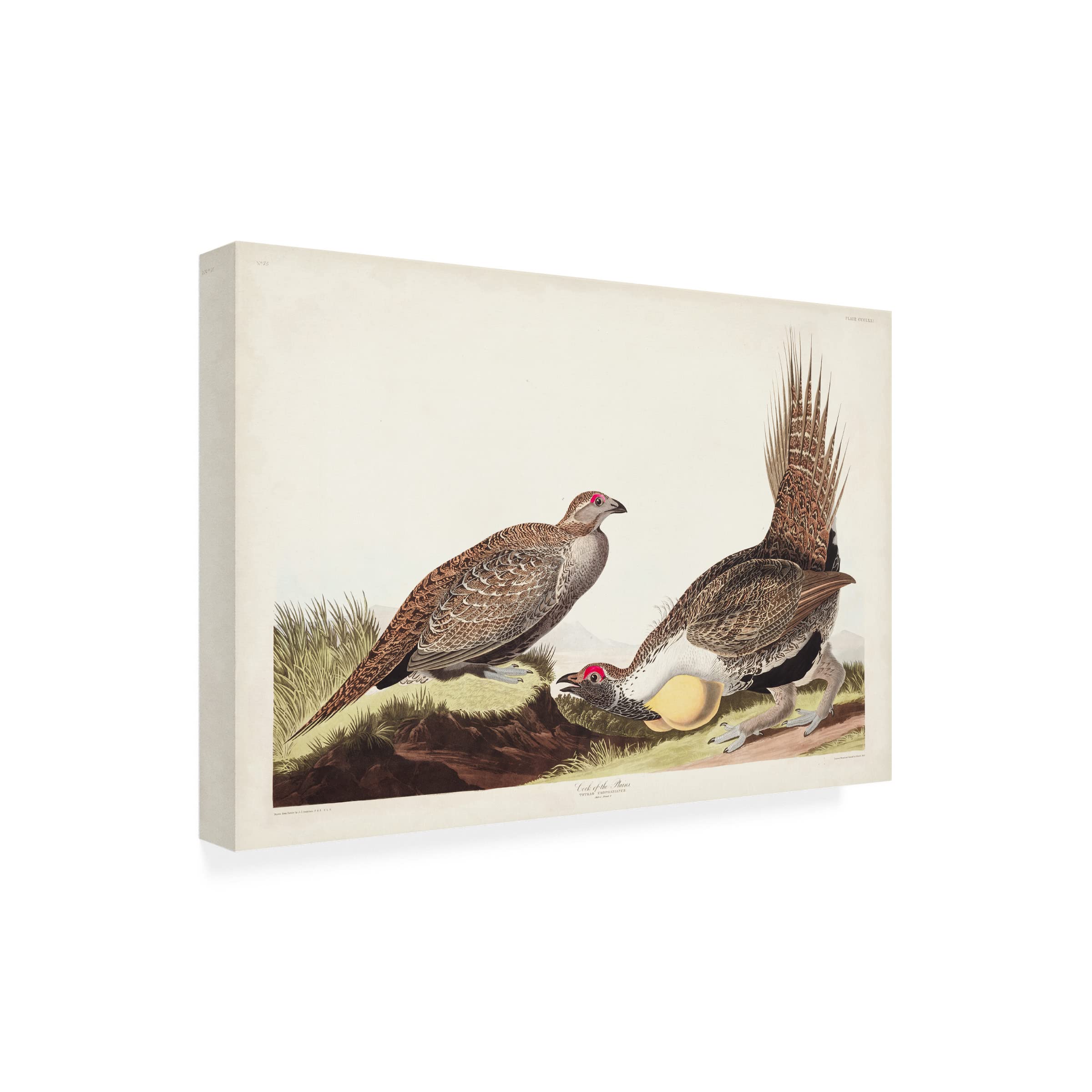 John James Audubon 'Cock of the Plains' 16x24 Canvas Art Print - Premium Wildlife Wall Decor for Living Room, Office & Hunting Lodge