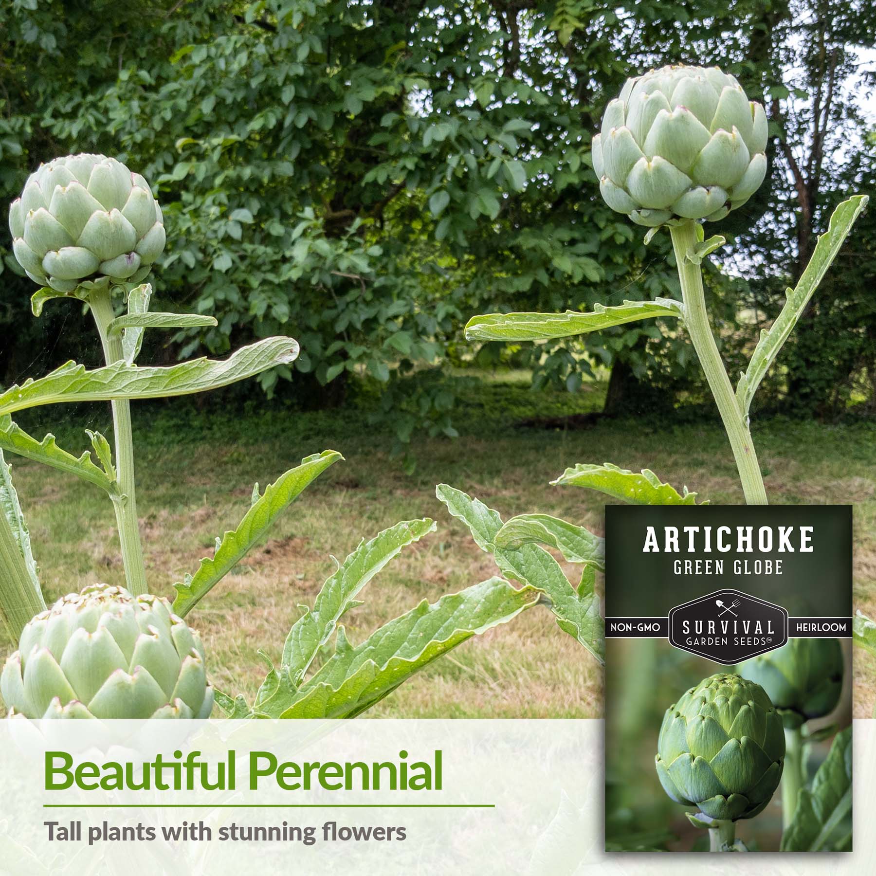 Organic Green Globe Artichoke Seeds for Planting - Non-GMO Heirloom Vegetable Garden Seeds | Perfect for Home Gardens, Urban Farming & Culinary Herb Gardens