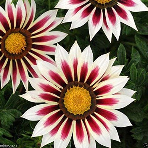 Gazania New Day Rose Stripe Flower Seeds - 25 White Petals with Dark Rose Stripes for Garden, Landscaping & Container Planting