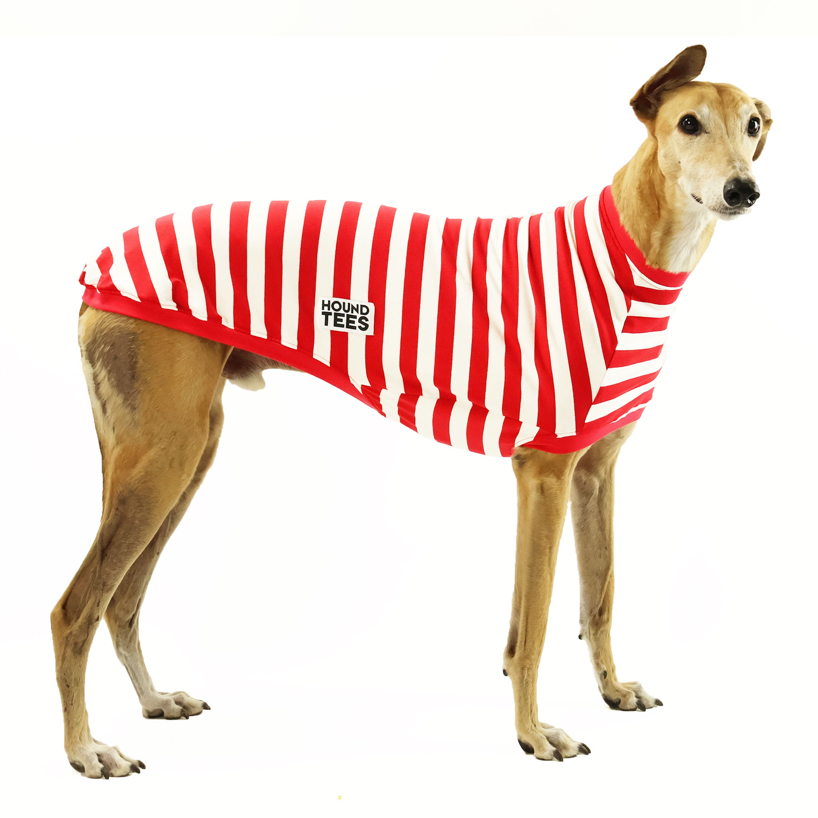 Wally Greyhound Sleeveless Hound Tee - Comfortable Dog Graphic T-Shirt for Men & Women - Perfect for Casual Wear, Dog Lovers & Summer Outfits