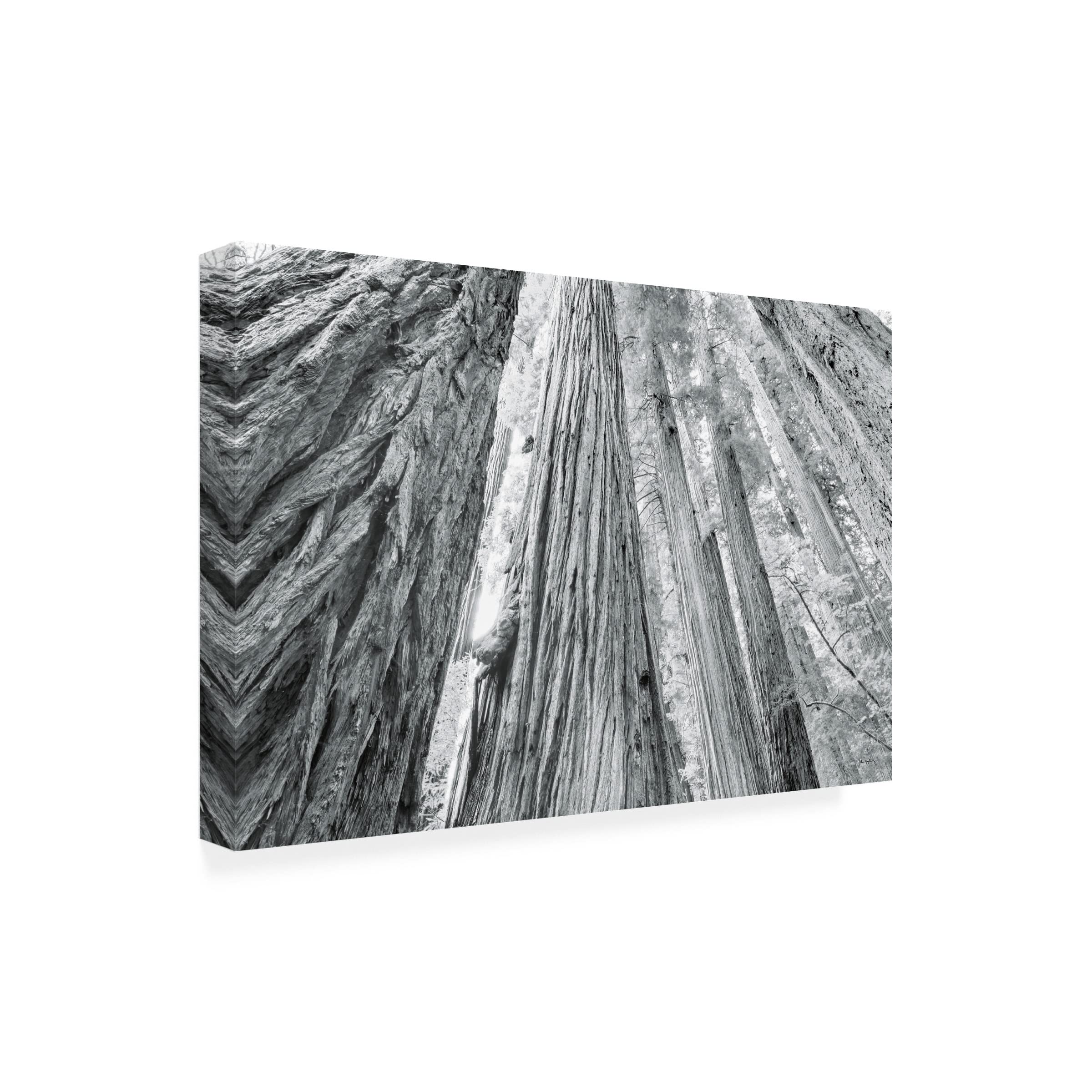Trademark Fine Art 'Redwoods Forest IV BW' Canvas Wall Art Print by Alan Majchrowicz - Nature Landscape Photography for Living Room, Bedroom & Office Decor