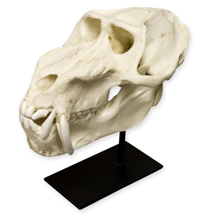 Authentic Replica Mandrill Baboon Skull - High-Quality Primate Skull Model for Home Decor, Educational Display & Halloween Props