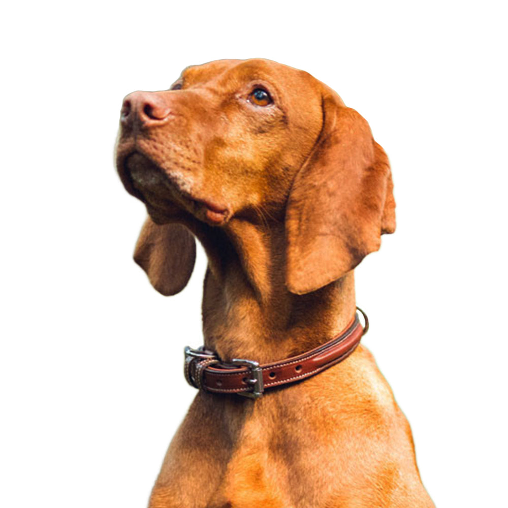 Bentley Deluxe Raised Collar Dog Coat - Waterproof Winter Jacket for Small Medium Large Dogs - Perfect for Cold Weather Walks & Outdoor Adventures