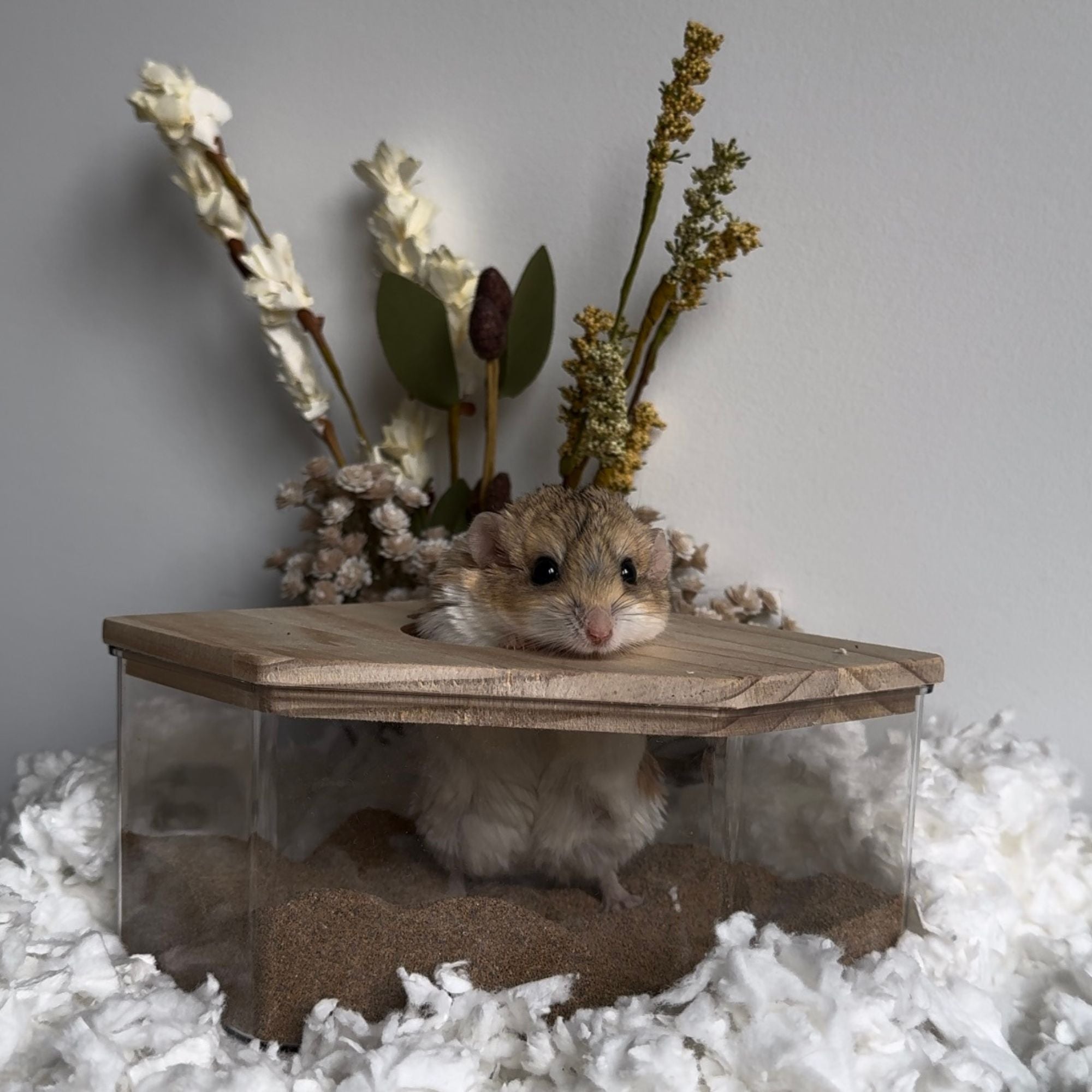 Premium Acrylic Sand Bath for Reptiles & Small Pets - Transparent Habitat for Bearded Dragons, Geckos & Snakes - Ideal for Basking, Digging & Natural Behavior Stimulation