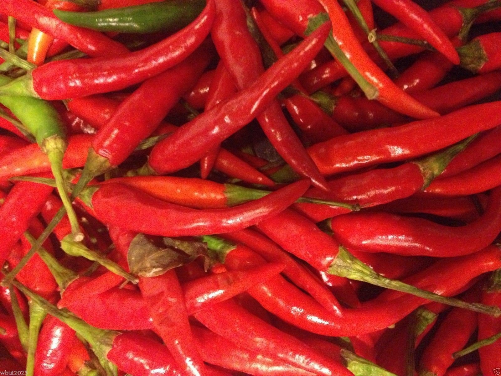Vietnamese Hanoi Red Chilli Pepper Seeds (25 Count) - Capsicum Annuum Medium Heat - Perfect for Home Gardening, Cooking & Hot Sauce Making