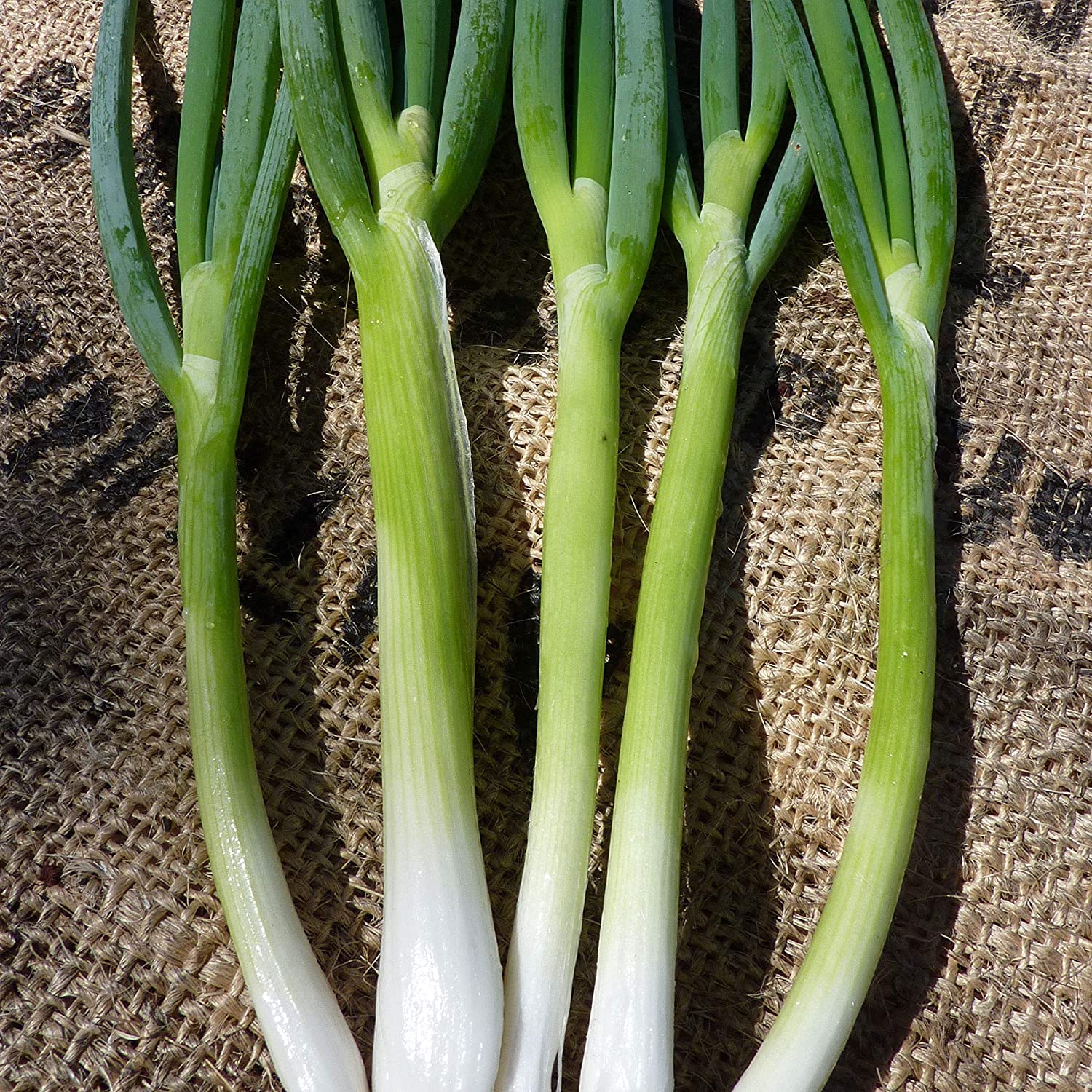 Evergreen White Bunching Nebuka Onions Seeds - 100pcs Heirloom, Non-GMO, Open Pollinated for Organic Farming & Home Vegetable Gardening - Perfect for Salads, Soups, and Asian Cuisine