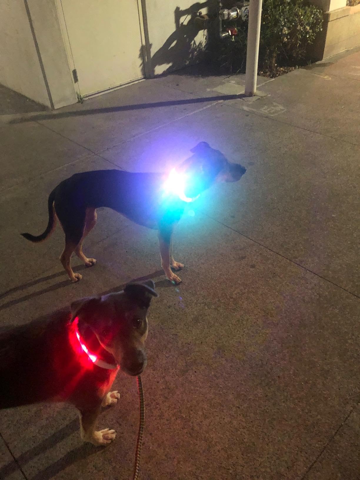 Glow in The Dark LED Dog Collar 2 Pack - USB-C Rechargeable RGB Light Up Dog Collars with Adjustable Length for Small Medium Large Dogs | Night Safety Reflective Collar for Walking Running Camping