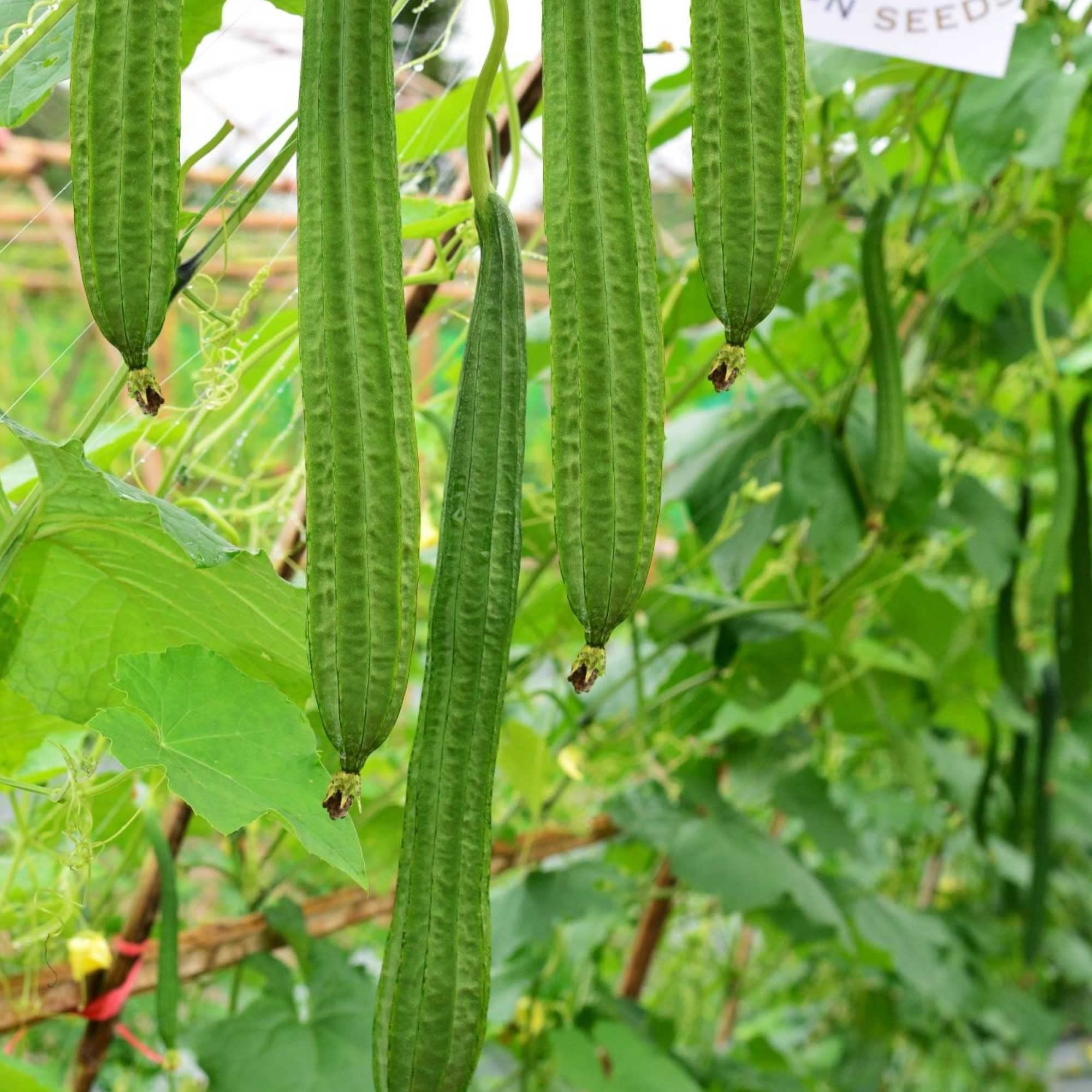 Non-GMO F1 Hybrid Gourd Seeds (Buab Moom) - 5 Lb Bulk Pack ~11,200 Seeds - Asian Garden Vegetable for Home Gardening & Commercial Farming