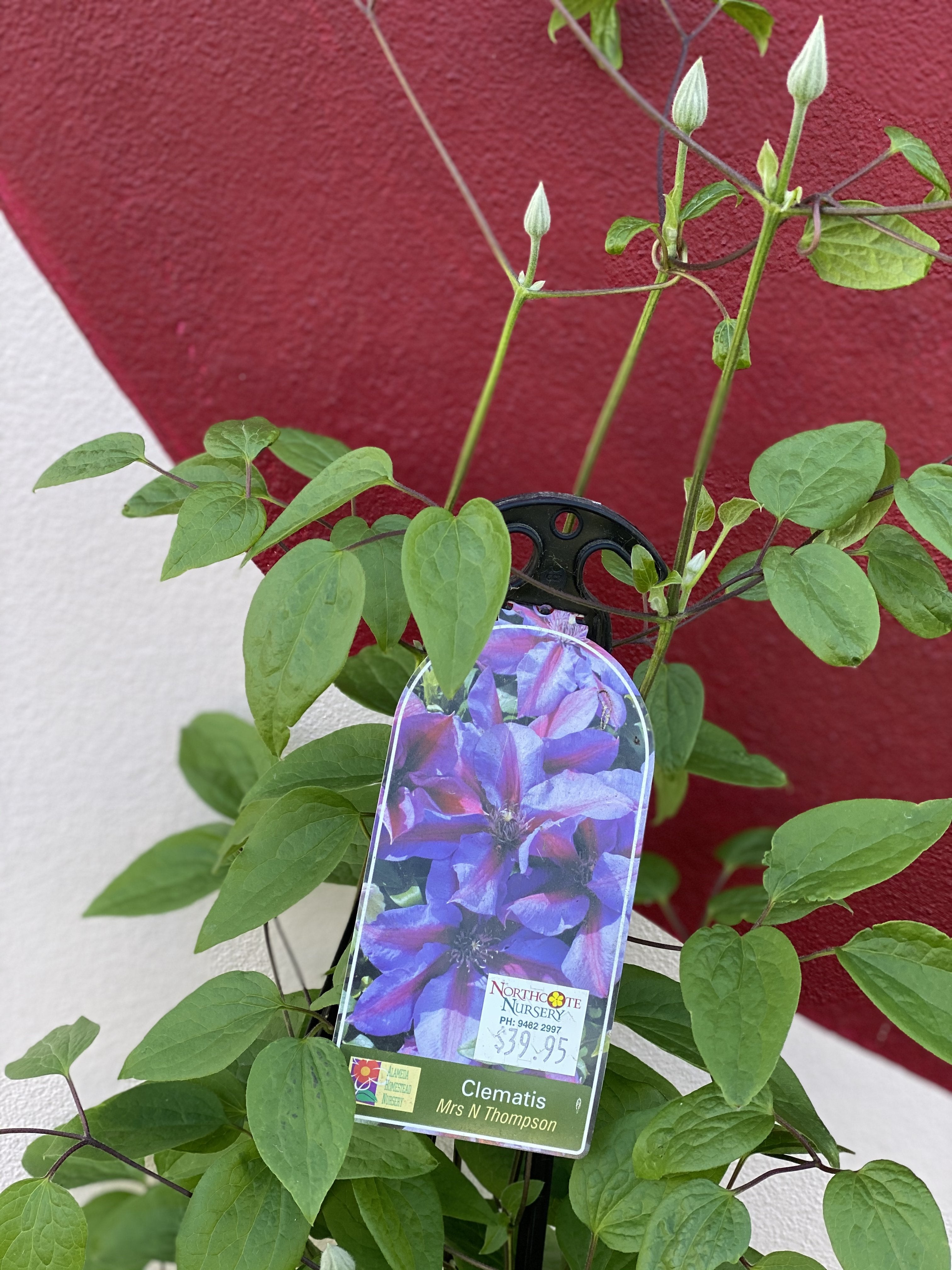 Clematis 'Mrs N Thompson' - Stunning Purple Flowering Vine for Gardens, Fences & Trellises | Perfect for Outdoor Landscaping & Decoration