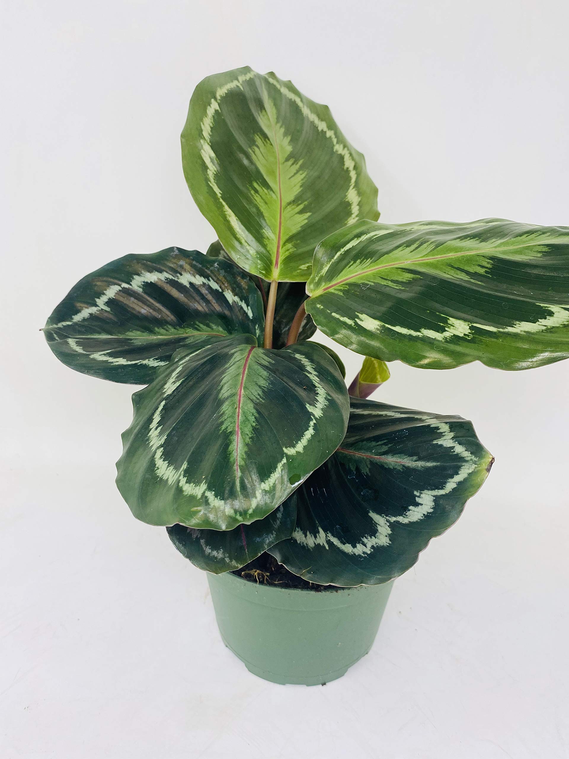 Calathea Rose Painted Prayer Plant - Live Houseplant in 6