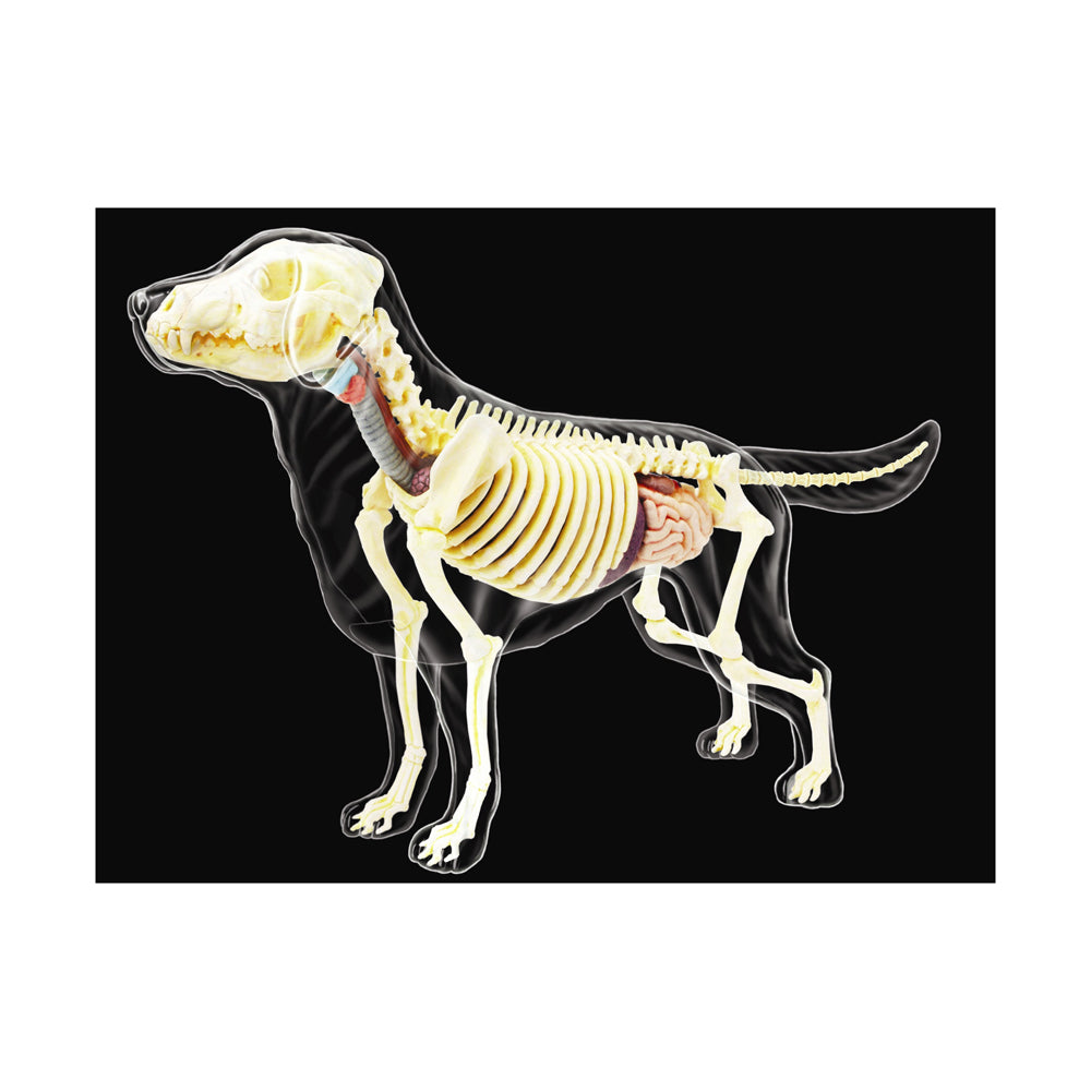 4D Master Vision Full Skeleton Dog Model - Educational Anatomy Kit for Veterinary Students & Animal Lovers - Perfect for Classroom Learning & Science Projects