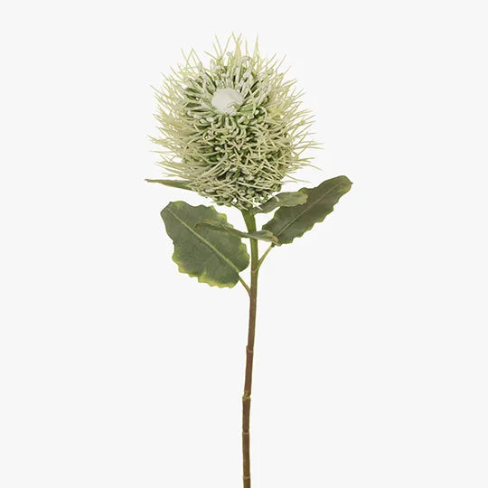 Leucospermum Hybrid (White) - Exotic White Pincushion Flower for Gardens, Bouquets & Floral Arrangements | Perfect for Home Decor, Weddings & Special Events