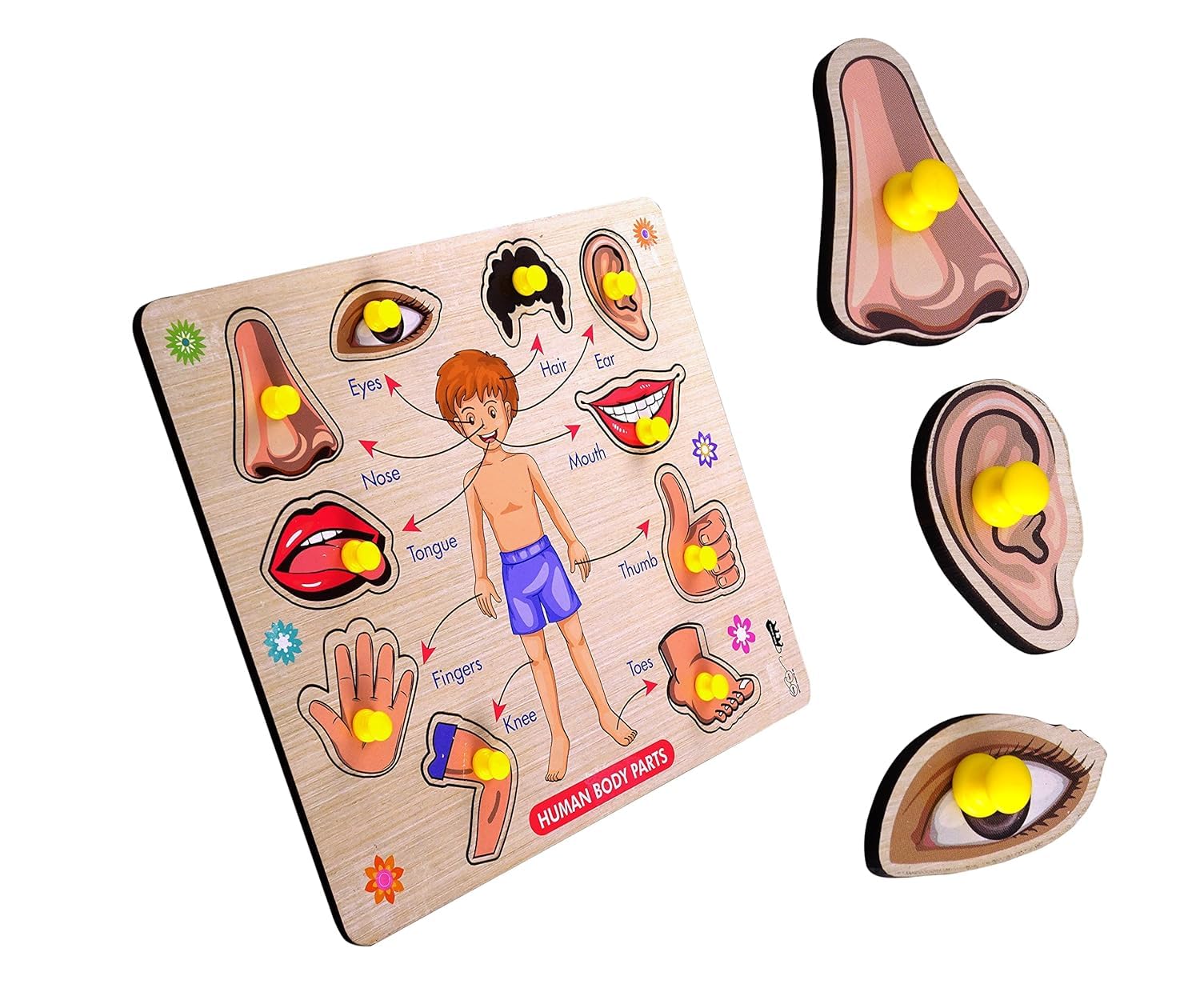 RiansCart Human Body Parts Wooden Jigsaw Puzzle - Educational Anatomy Learning Toy for Kids & Toddlers | Preschool STEM Activity, Classroom Teaching Aid & Homeschool Science Kit