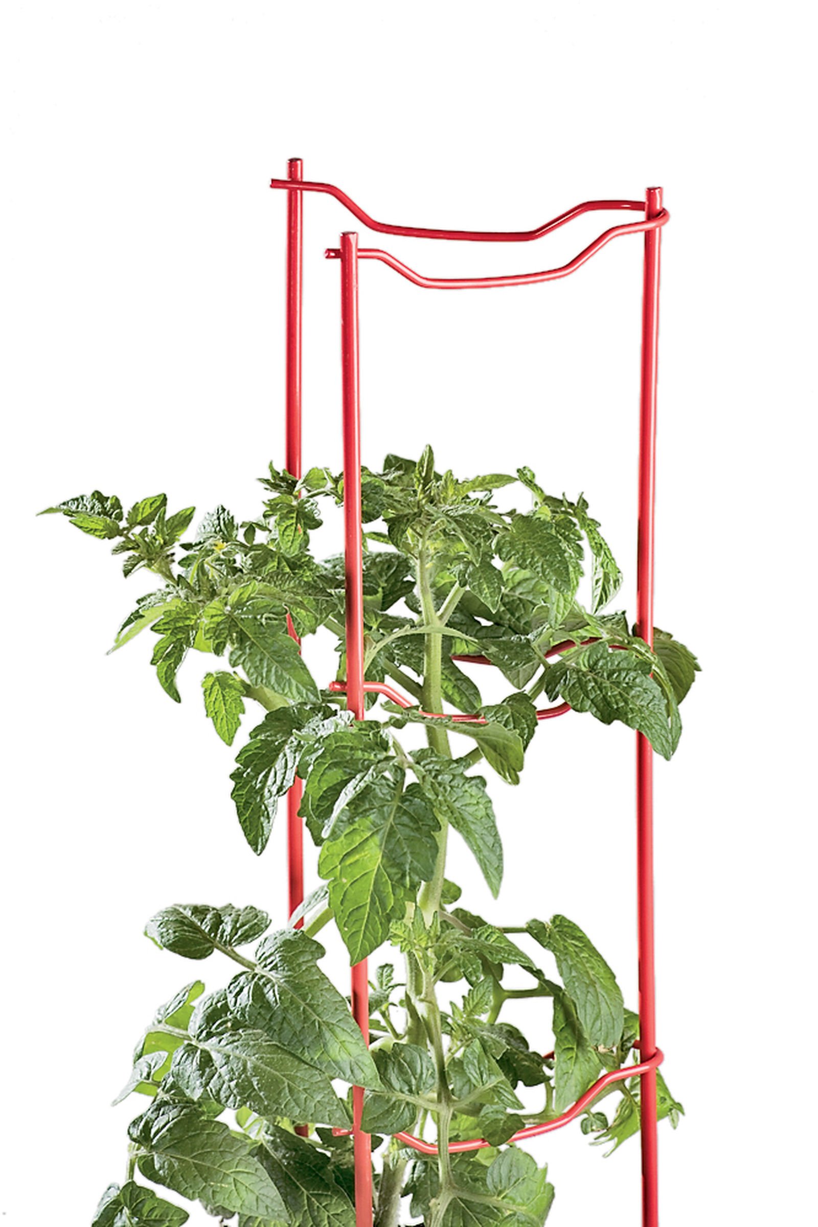 Sturdy Heavy Gauge Tomato Ladders for Garden Plants Support - Set of 3 | No Assembly Needed | Perfect for Tomatoes, Peppers & Climbing Vegetables | Ideal for Home Gardens, Greenhouses & Raised Beds