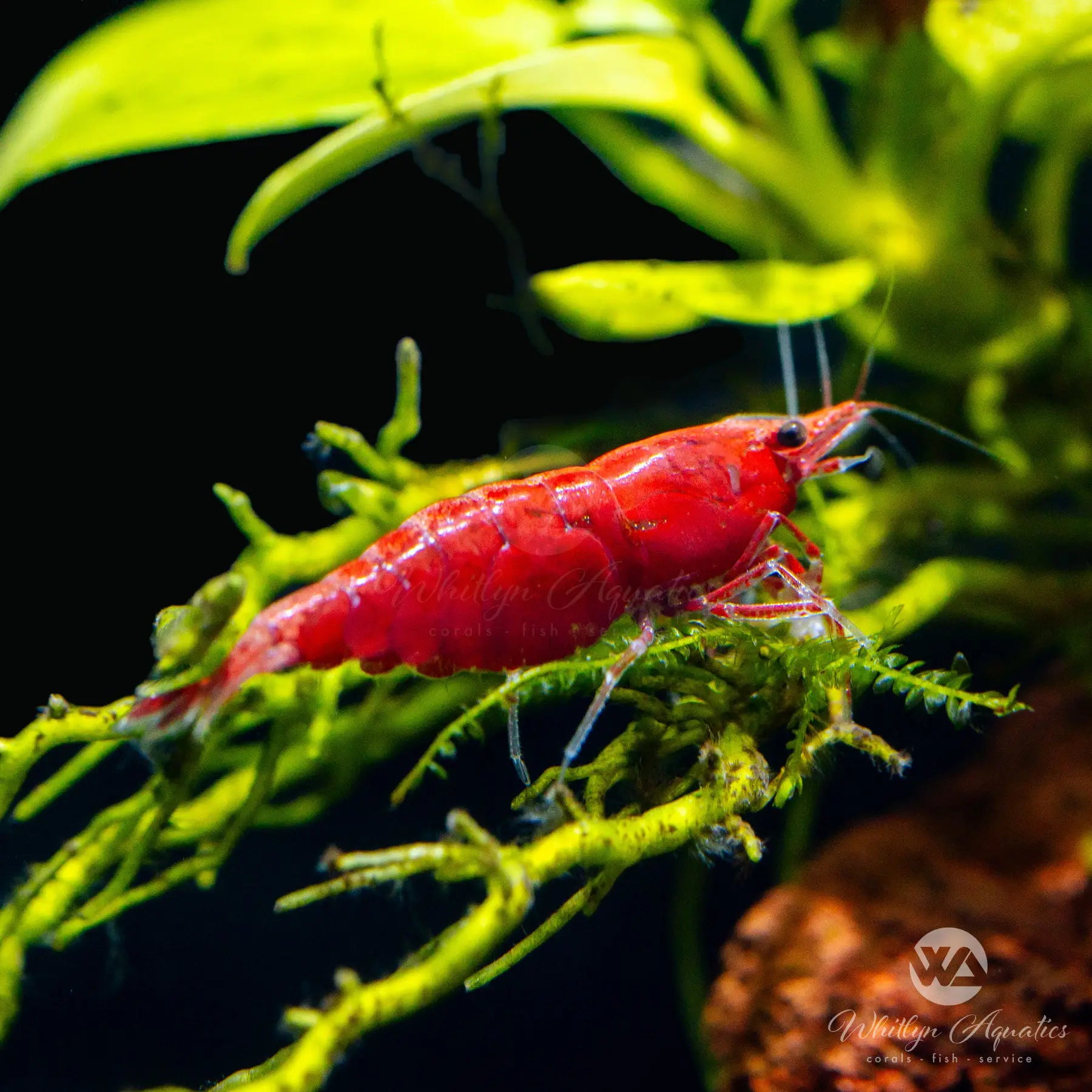Premium Red Cherry Shrimp (Neocaridina davidi) - Vibrant Freshwater Aquarium Shrimp for Planted Tanks & Nano Aquascapes