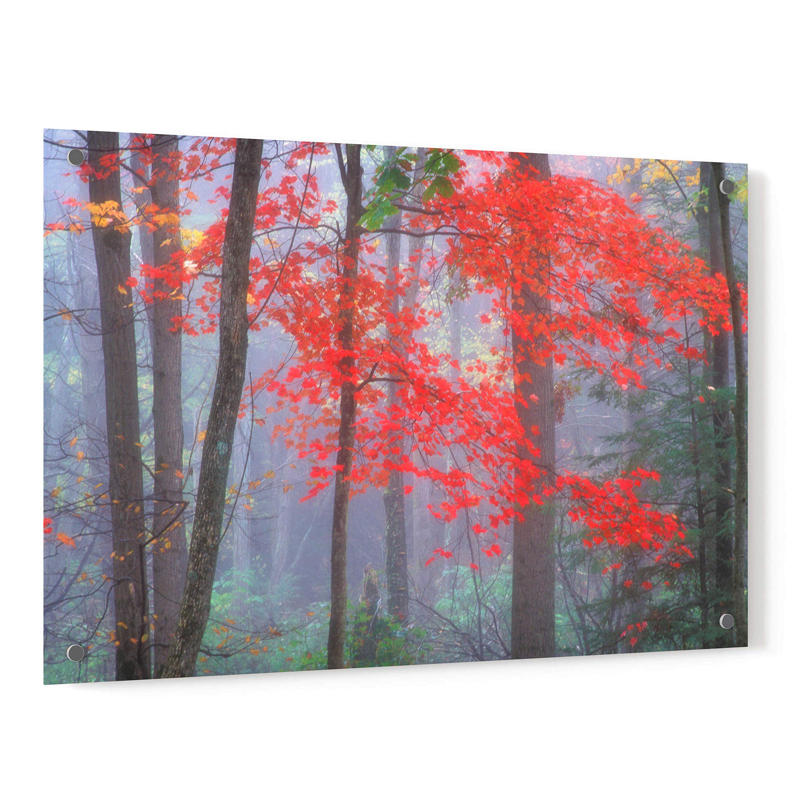 Epic Art 'Splash of Red' by Patrick Zephyr - 36x24 Inch Modern Acrylic Glass Wall Painting - Vibrant Abstract Home Decor for Living Room, Bedroom & Office