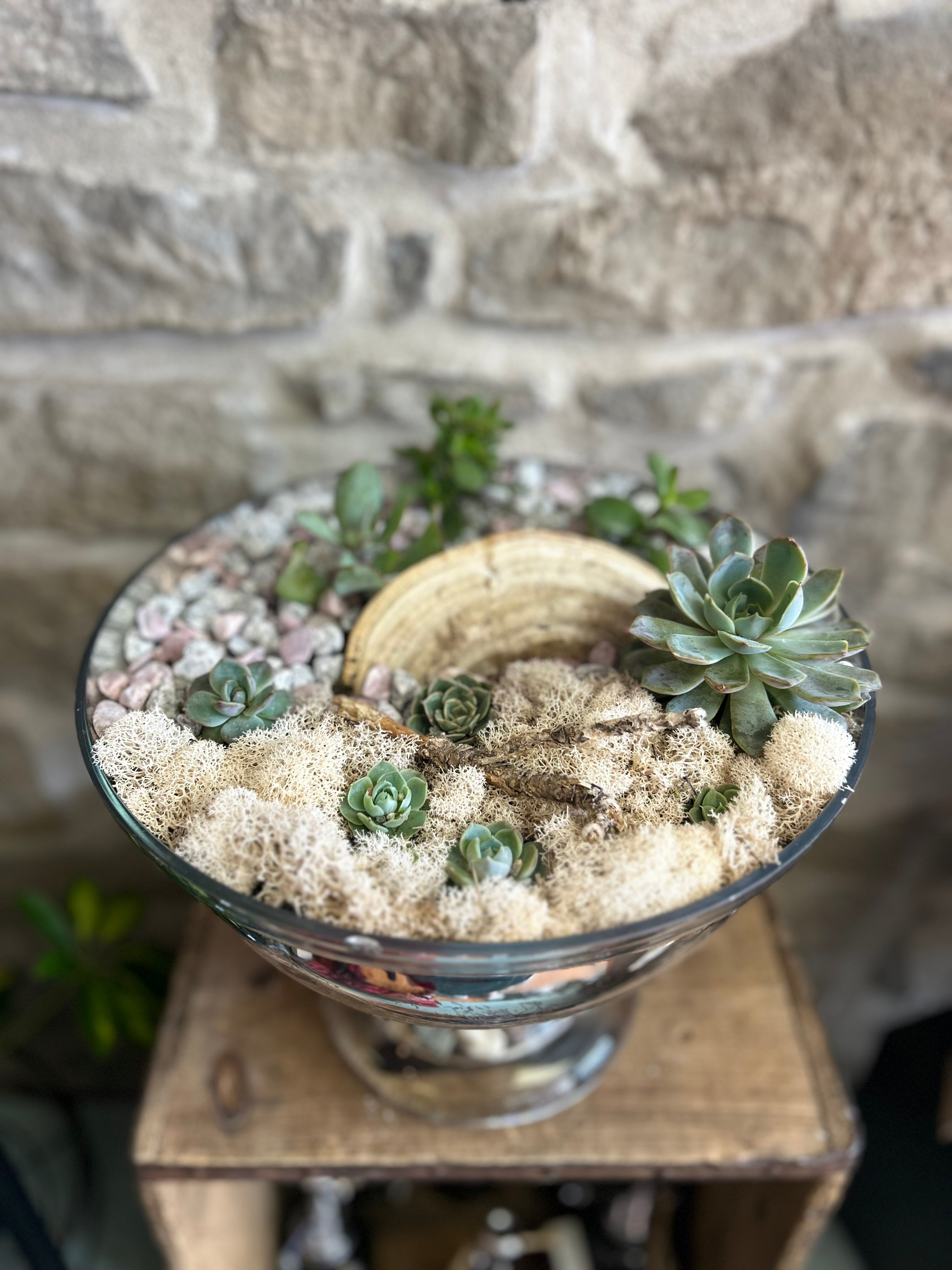 Beautiful Succulent Bowl Set - Perfect for Home Decor, Office Desk, and Gift Giving - Ideal for Indoor Plants, Terrariums, and Zen Gardens