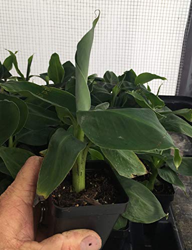 Musa 'Truly Tiny' Super Dwarf Banana Plant - Live Indoor Fruit Tree for Small Spaces - Perfect for Patios, Balconies & Container Gardening