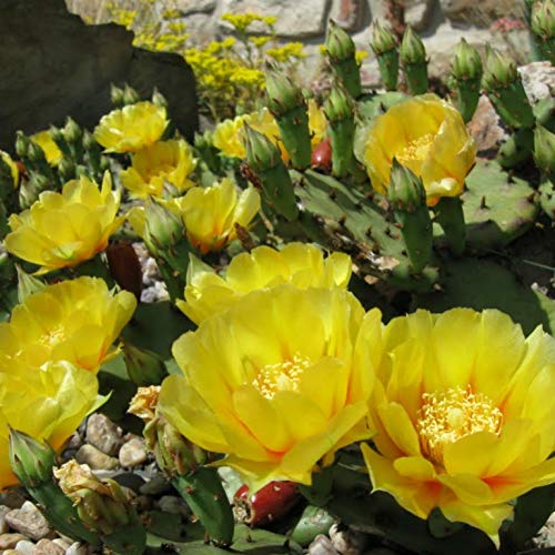 Palm Beach Medicinal Herbs - Eastern Prickly Pear Cactus Seeds (Opuntia humifusa) - Pack of 5 for Home Gardening & Natural Remedies | Drought-Resistant Succulent Plants for Arid Landscaping