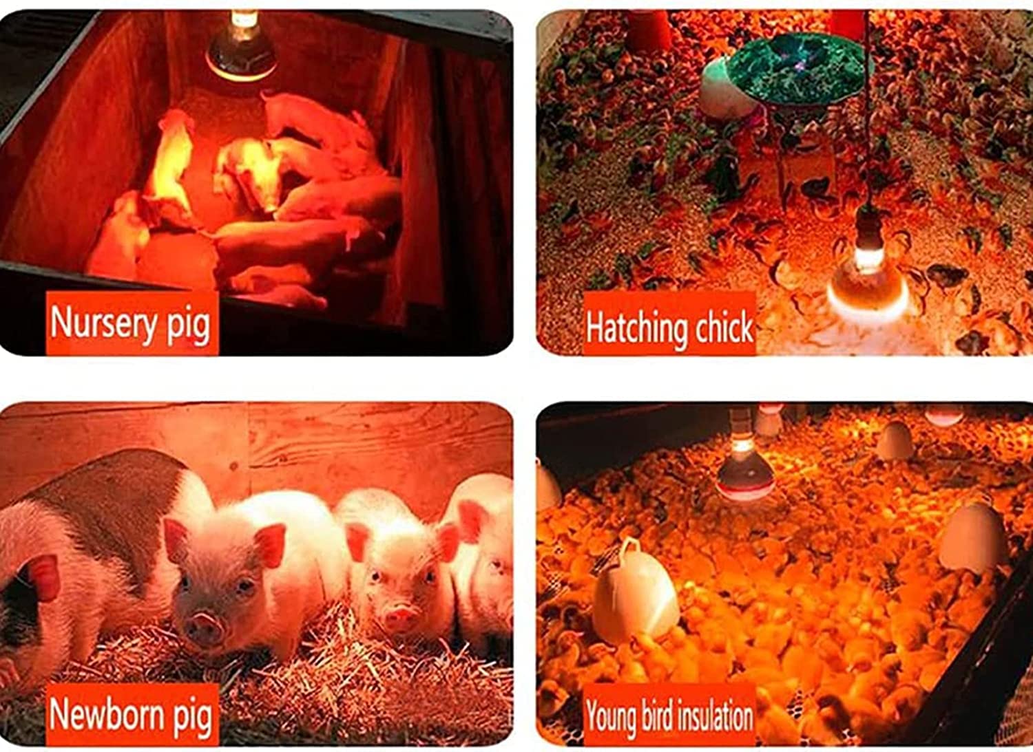 2 Pack 275W Infrared Heat Therapy Bulbs - E26 Base Red Heat Lamp for Pain Relief, Physiotherapy, and Muscle Relaxation - Perfect for Back, Neck, Body Pain Relief, Pet Heating, Brooder, and Bathroom Light Therapy (110V)