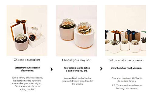 Succulent Gift Box with Glow in the Dark Ivory Pot & Box - Perfect for Birthday, Housewarming, Wedding Favors & Office Decor