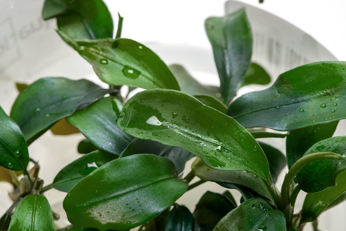 Bucephalandra Green Wavy Live Aquarium Plant - Rare Aquatic Plant for Fish Tank, Aquascaping & Nano Tanks | Perfect for Low-Tech Planted Aquariums & Shrimp Habitats