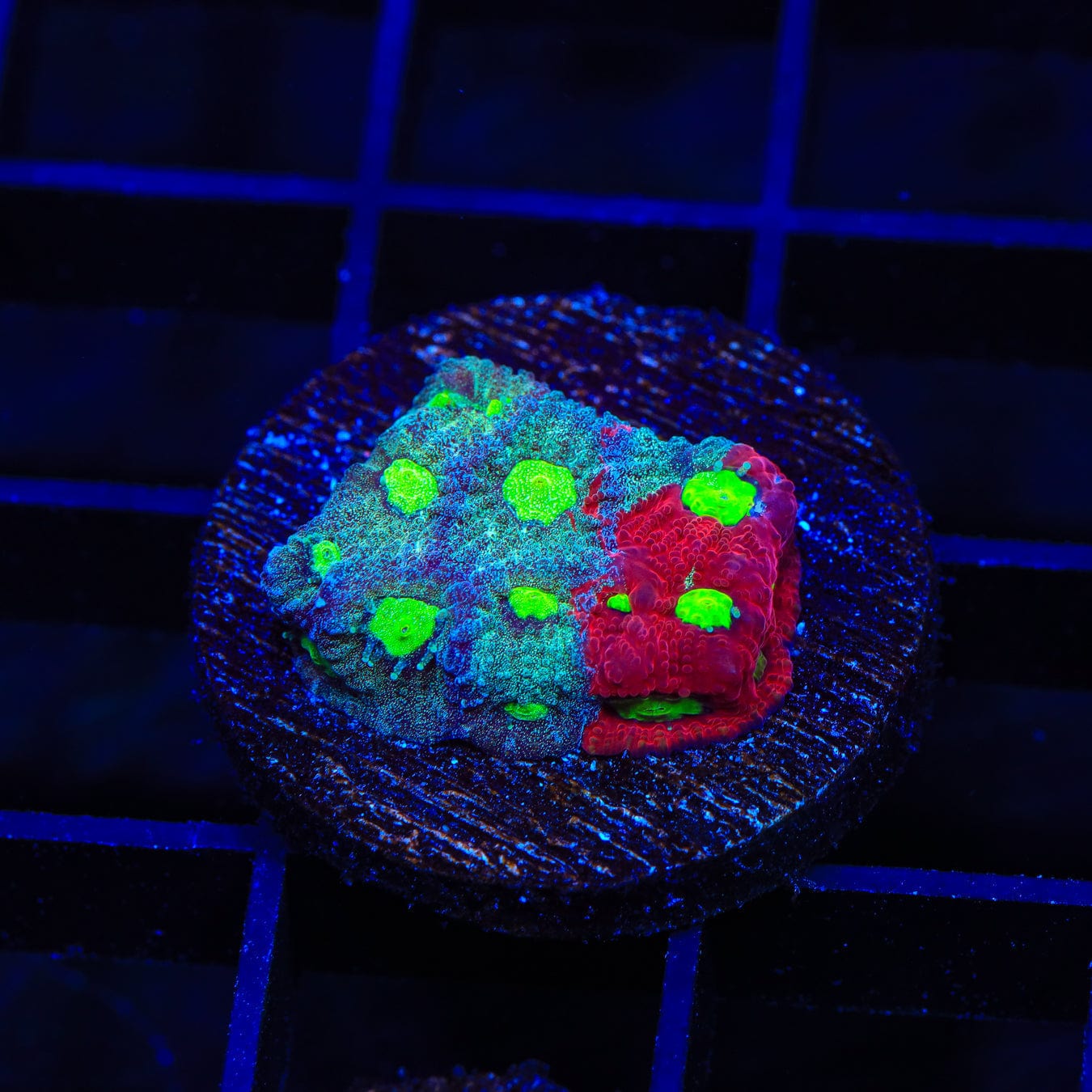 CB Bloodbath Favia Coral for Saltwater Aquariums - Vibrant LPS Coral for Reef Tanks, Nano Tanks & Coral Frag Racks