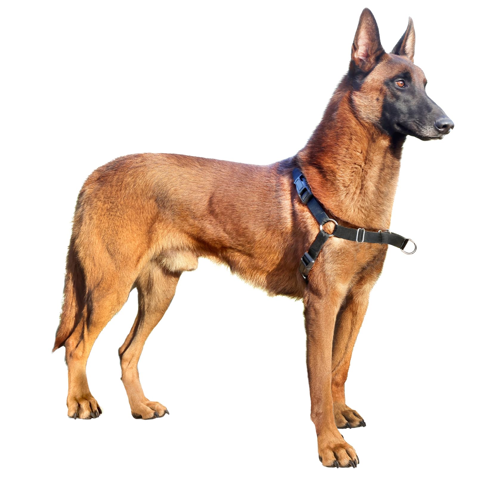 No Pull Dog Harness - Adjustable & Comfortable Walking Harness for Small, Medium & Large Dogs (Large, Black) - Perfect for Training, Hiking & Daily Walks