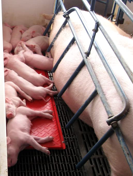 KANE Baby Pig Heat Mat - 36