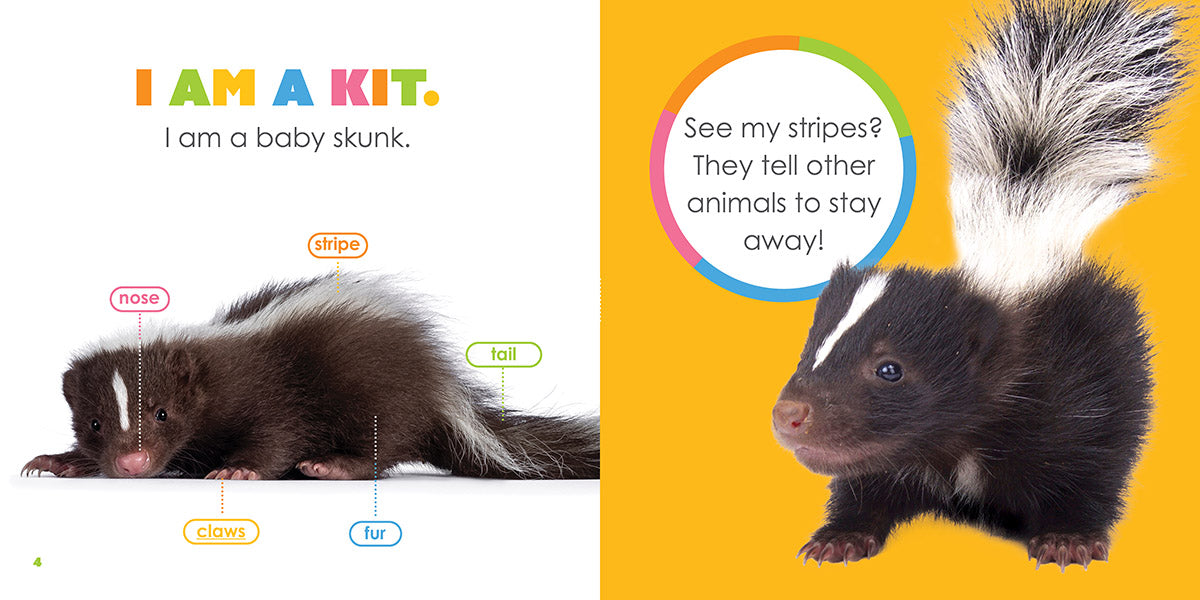 Baby Skunks for Sale - Adorable Pet Skunk Kits for Adoption | Perfect for Exotic Pet Lovers & Wildlife Enthusiasts