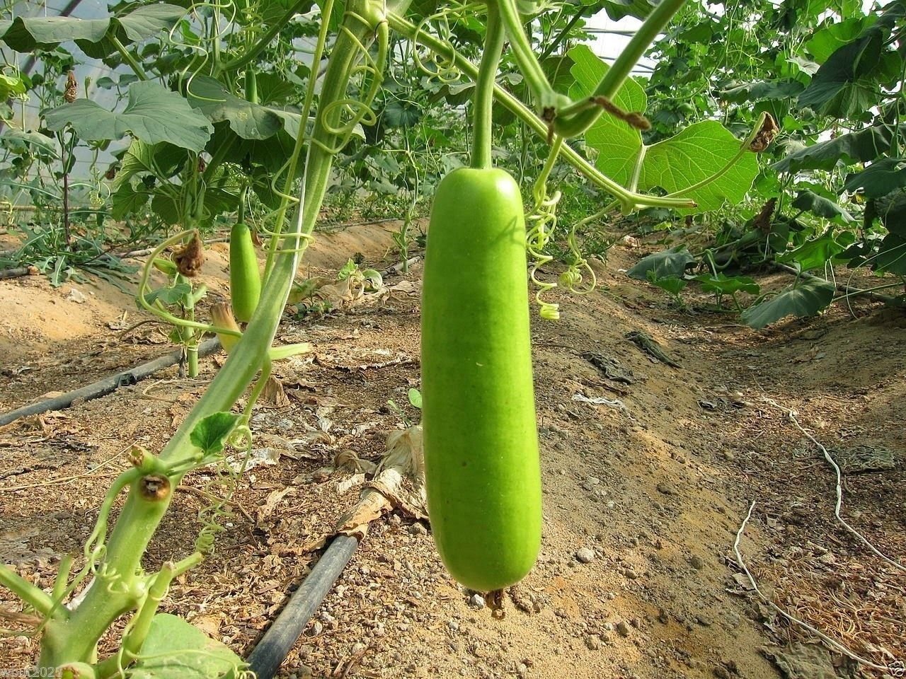 Calabash Long Bottle Gourd Seeds (25 Count) - Asian Vegetable Seeds for Edible Opo, Lauki, Gaguava Bean | Perfect for Home Gardening, Organic Farming & Asian Cuisine
