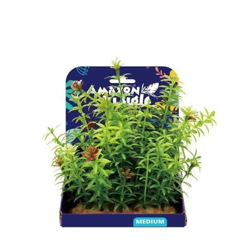 Amazon Jungle Anacharis Live Aquarium Plants - 15cm Tall Aquatic Plants for Fish Tanks, Ponds & Aquascaping - Perfect for Oxygenation, Natural Filtration & Aquatic Decor