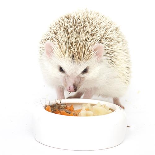 Premium Hedgehog Treat Sampler - Healthy Snacks for Pet Hedgehogs - Assorted Flavors for Small Animals - Perfect for Bonding & Training Treats