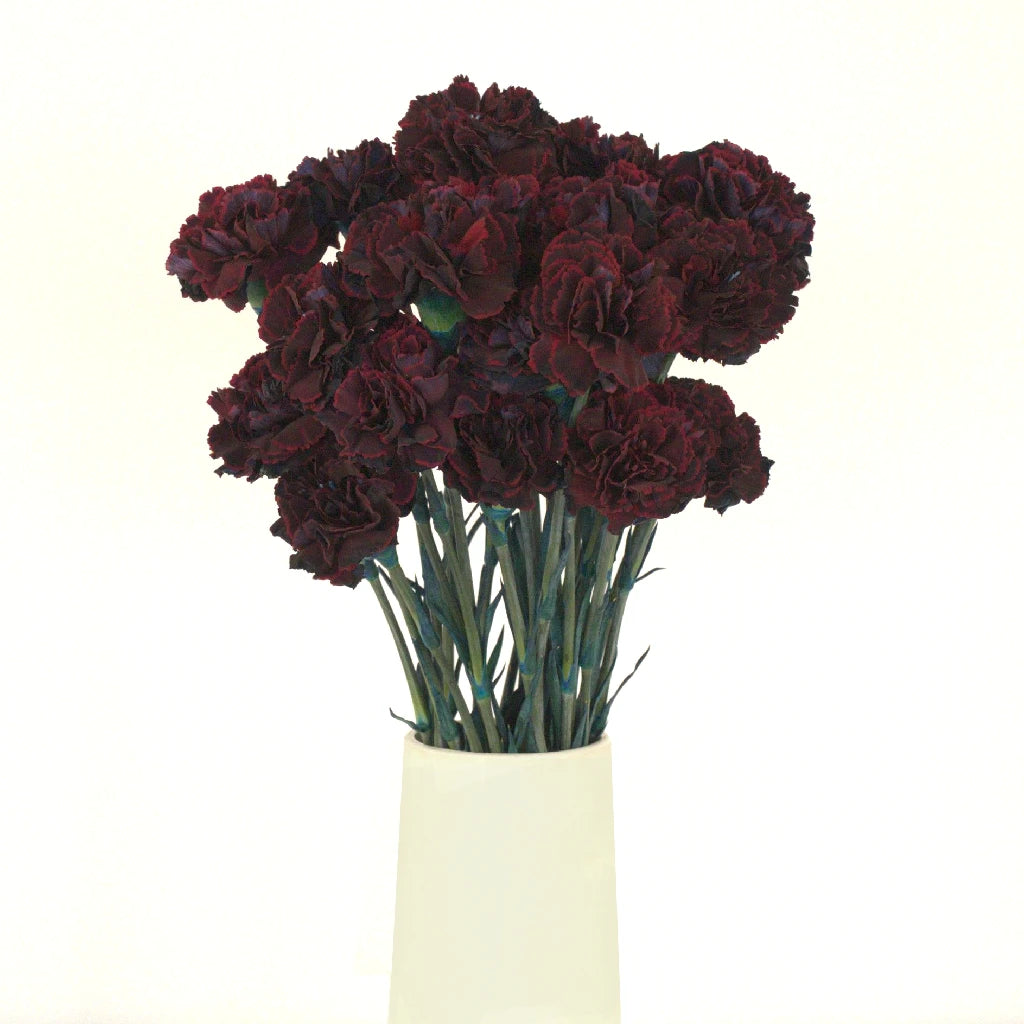 Fresh Black Cherry Red Carnation Flowers - Perfect for Bouquets, Wedding Decorations & Home Floral Arrangements