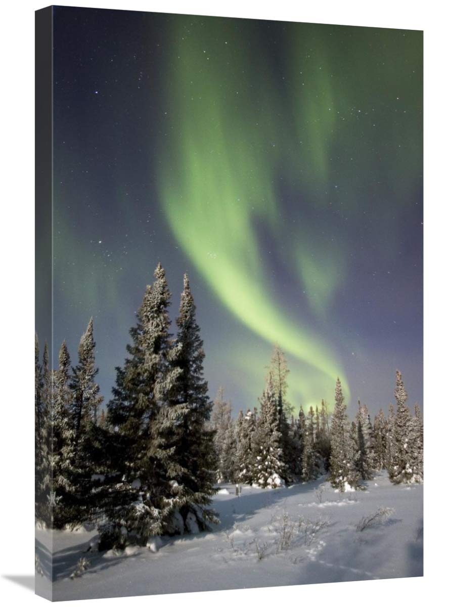 Northern Lights Over Boreal Forest Canvas Art Print - 20x30 Inches - Aurora Borealis Wall Decor for Living Room, Bedroom & Office - North America Landscape Painting