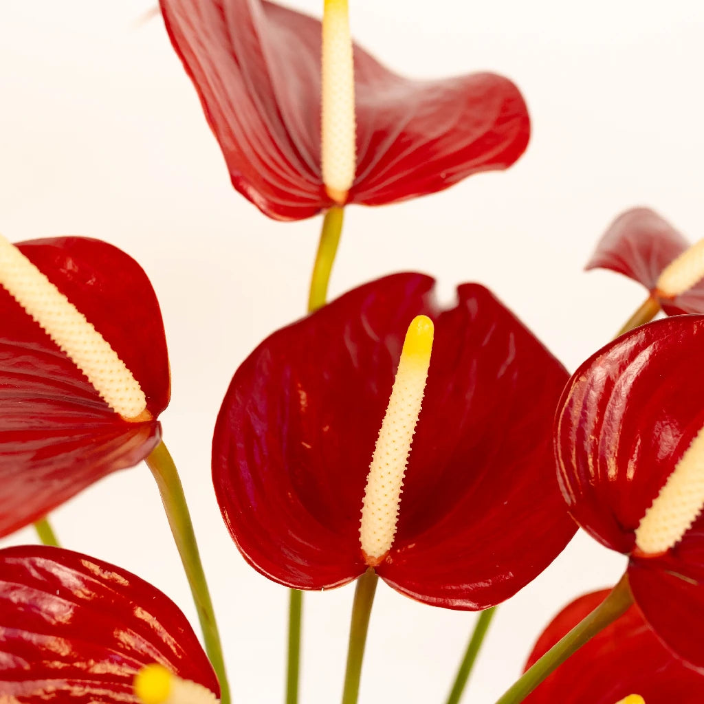 Anthurium Red - Exotic Tropical Flower for Home Decor, Wedding Bouquets & Gift Ideas | Perfect for Indoor Plants, Floral Arrangements & Party Centerpieces