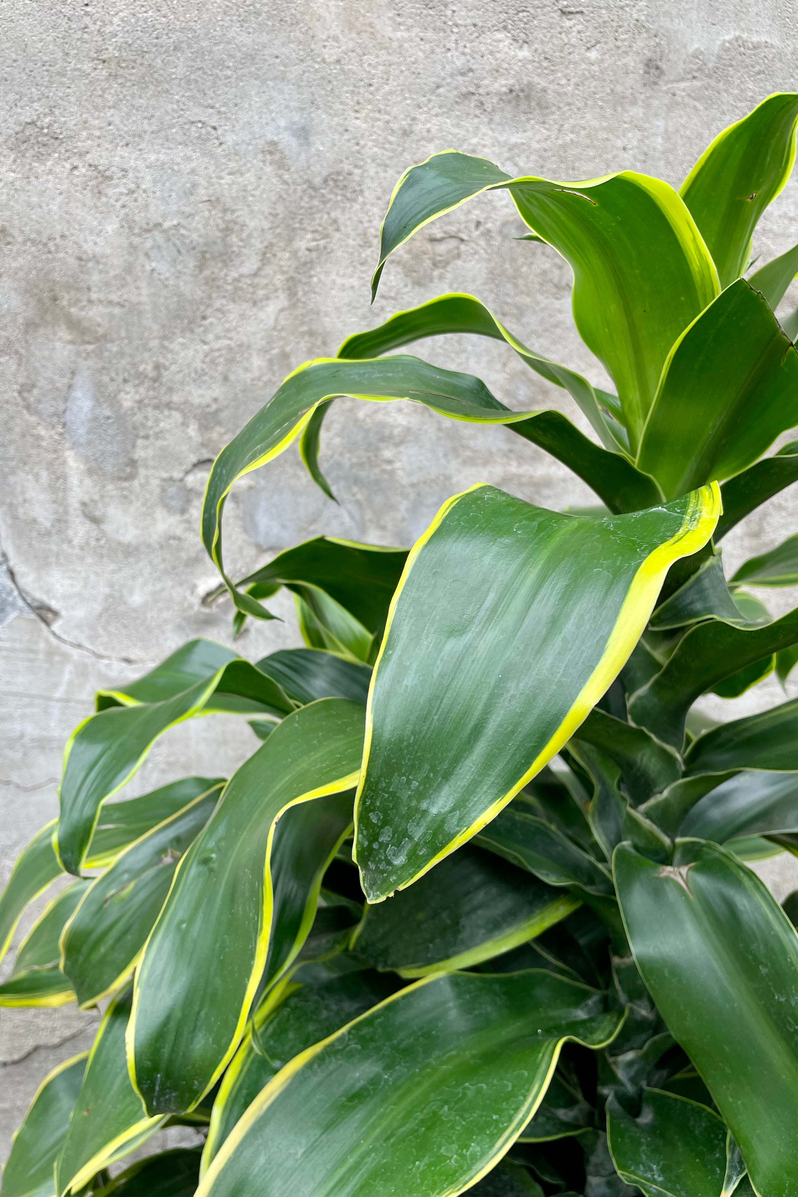 Dracaena 'Green Jewel' 10