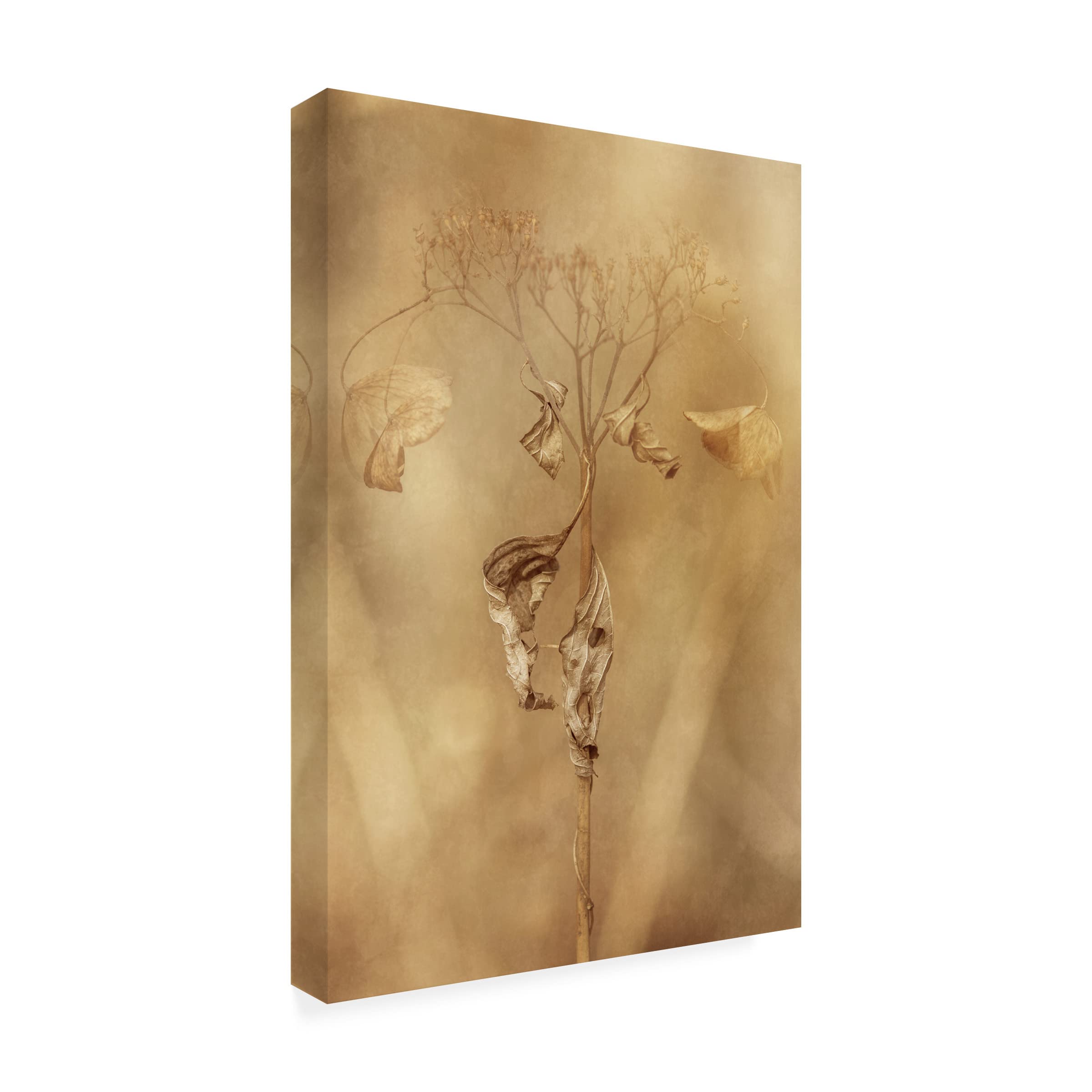 Takashi Suzuki 'Whitered Hydrangea 11' Canvas Wall Art Print - Floral Botanical Home Decor for Living Room, Bedroom & Office