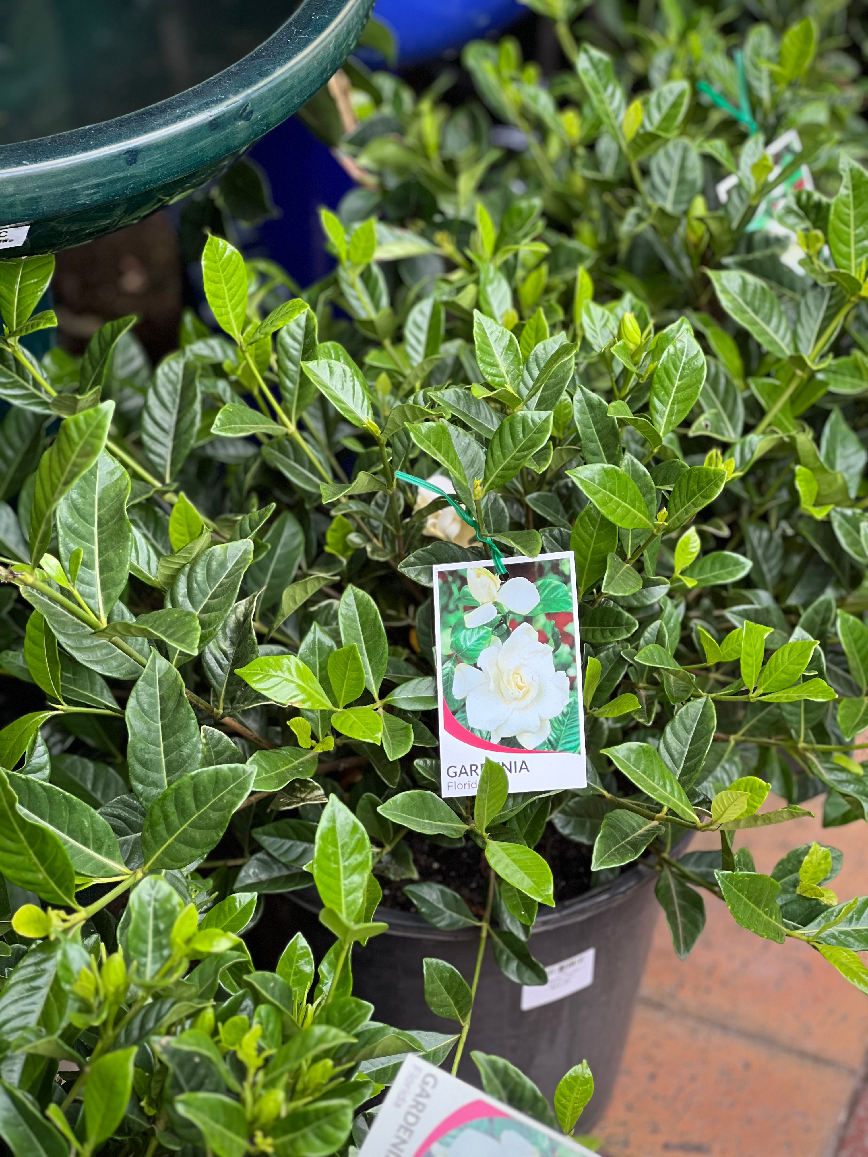 Gardenia 'Florida' - Fragrant Evergreen Shrub for Landscaping, Hedges & Outdoor Decor | Perfect for Gardens, Patios & Poolside Planting
